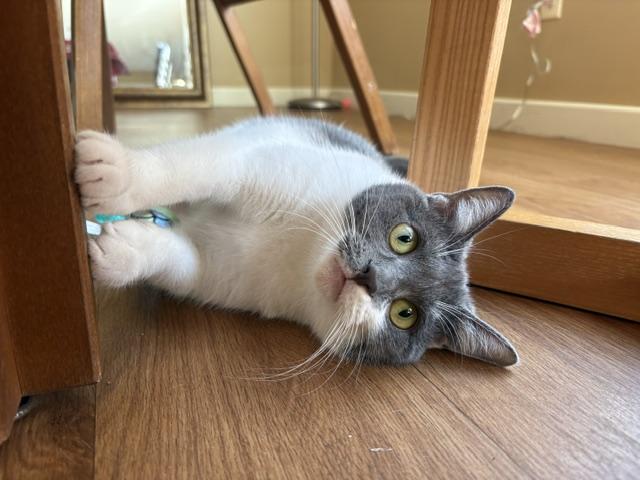 Enlarge Fern, a Adoptable Domestic Short Hair in Oberlin, OH image 1/6