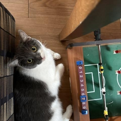 Enlarge Fern, a Adoptable Domestic Short Hair in Oberlin, OH image 3/6