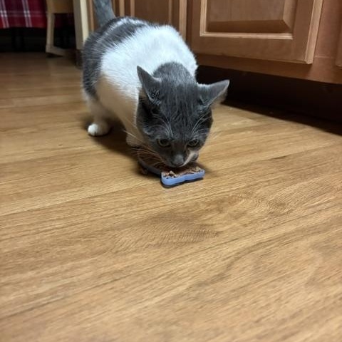 Enlarge Fern, a Adoptable Domestic Short Hair in Oberlin, OH image 1/6