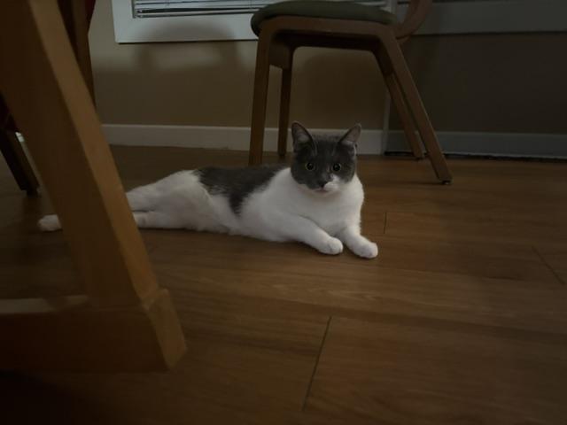 Enlarge Fern, a Adoptable Domestic Short Hair in Oberlin, OH image 6/6