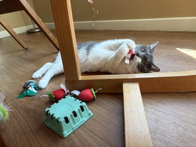 Enlarge Fern, a Adoptable Domestic Short Hair in Oberlin, OH image 2/6