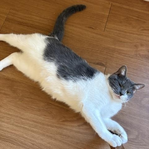 Enlarge Fern, a Adoptable Domestic Short Hair in Oberlin, OH image 3/6