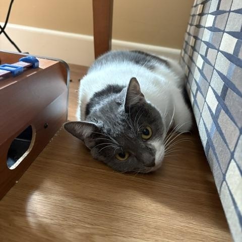Enlarge Fern, a Adoptable Domestic Short Hair in Oberlin, OH image 4/6