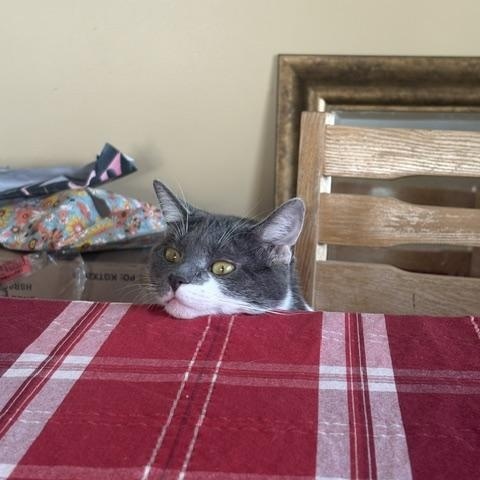 Enlarge Fern, a Adoptable Domestic Short Hair in Oberlin, OH image 6/6