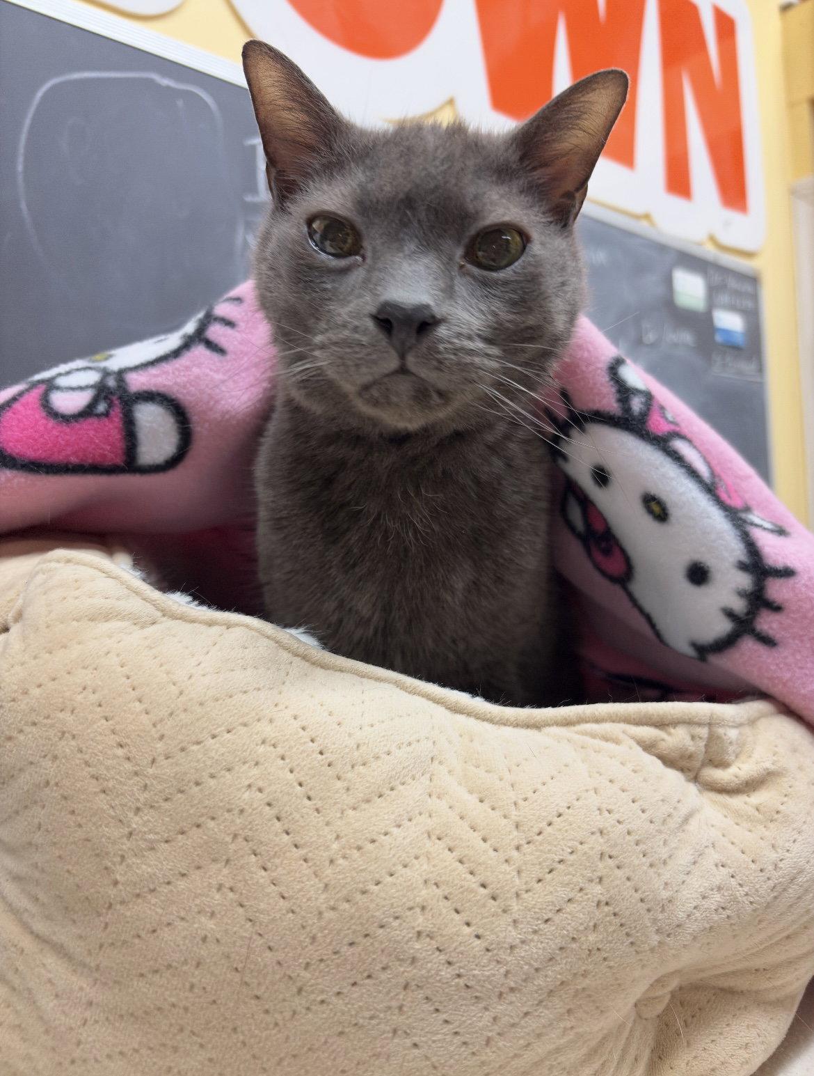Enlarge Old Shadow, a Adoptable Domestic Short Hair in Blasdell, NY image 1/1
