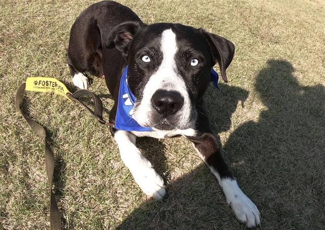 Enlarge CHANEL, a Adoptable mixed breed in Grand Prairie, TX image 1/1