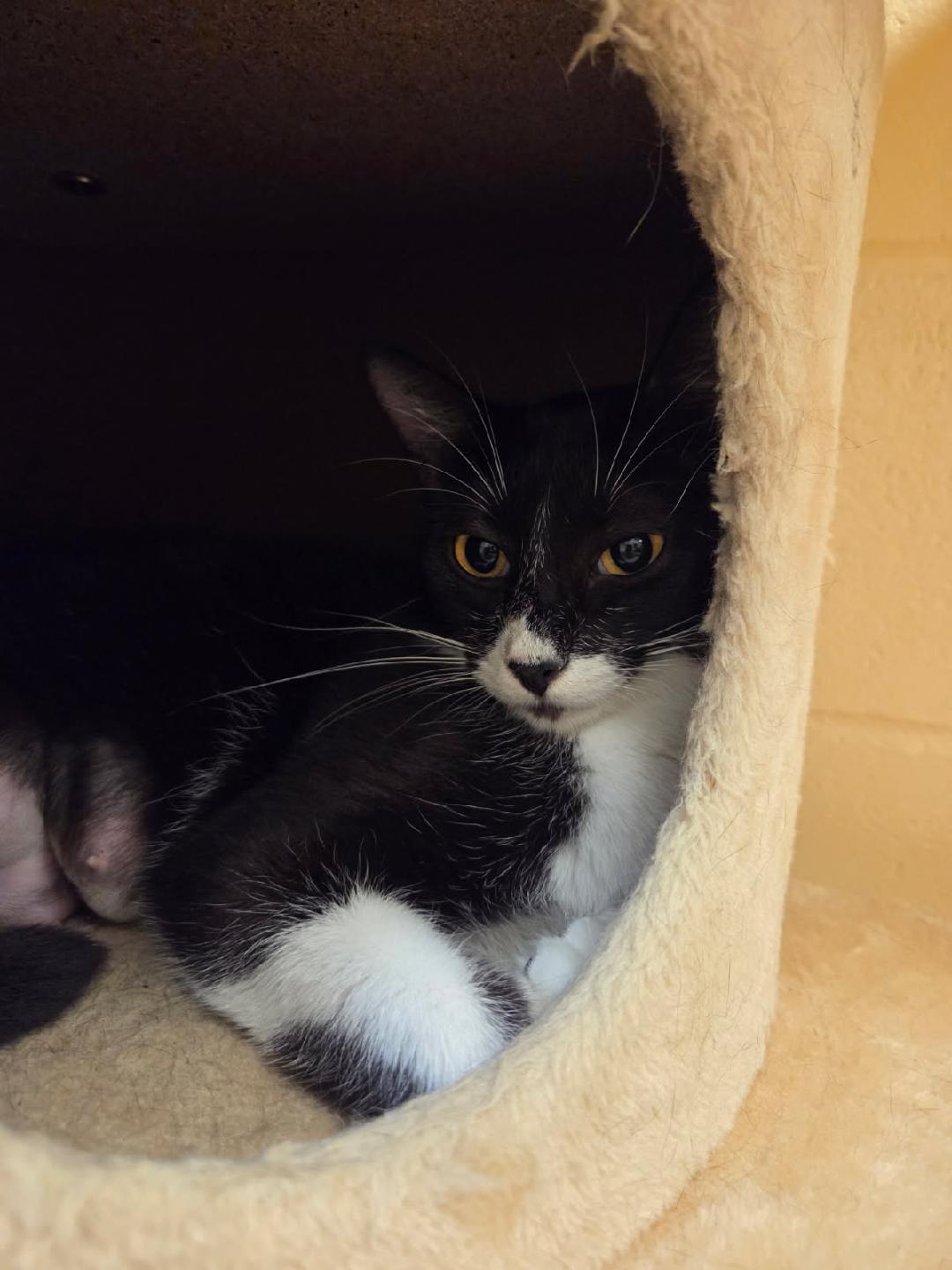 Enlarge Mami, a ADOPTABLE Domestic Short Hair in Schertz, TX image 3/3
