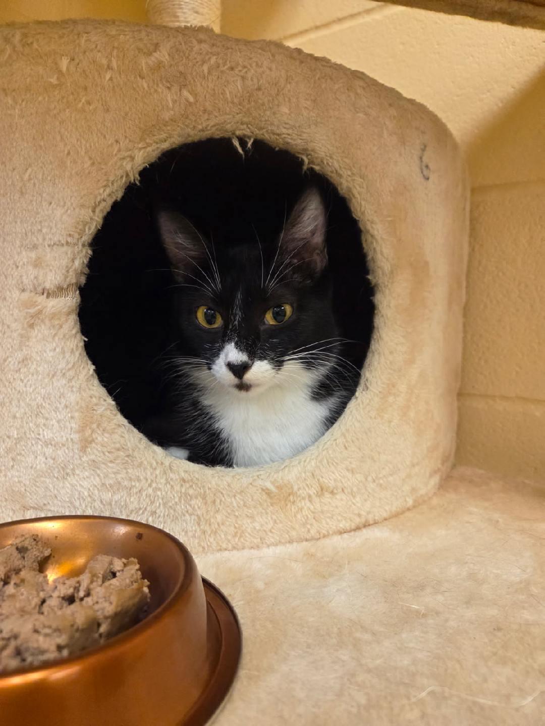 Enlarge Mami, a ADOPTABLE Domestic Short Hair in Schertz, TX image 2/3