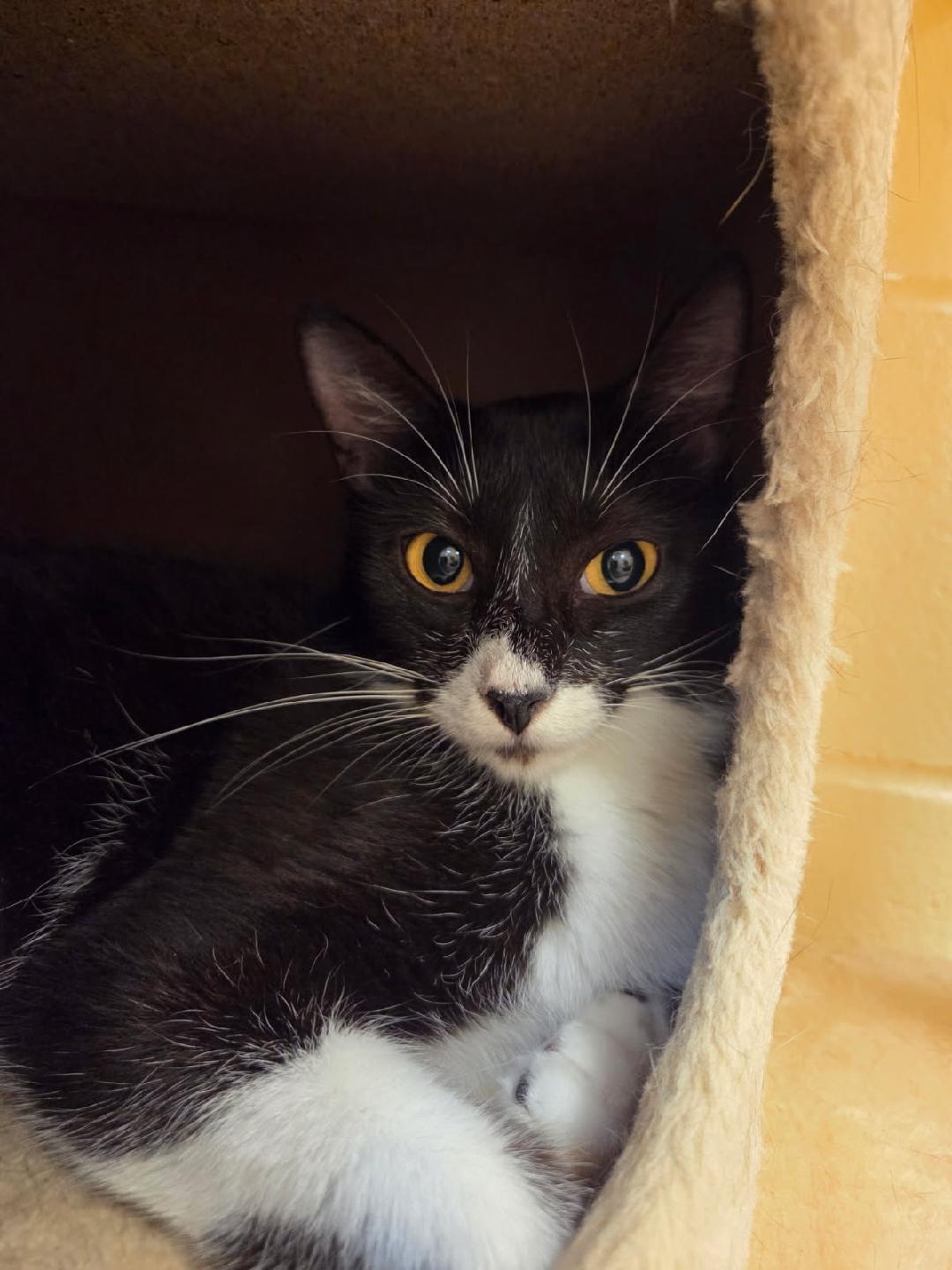 Mami, ADOPTABLE, Adult Female Domestic Short Hair.