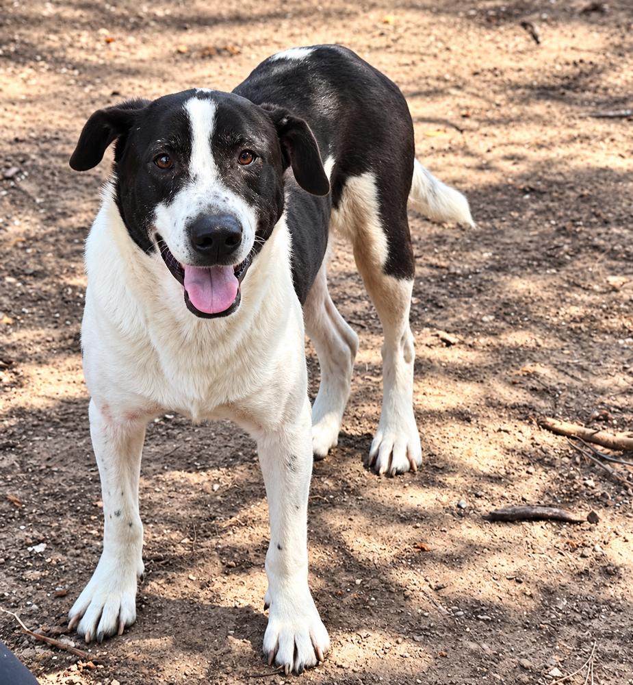 Enlarge Joseph, a Adoptable mixed breed in Saugus, MA image 1/3