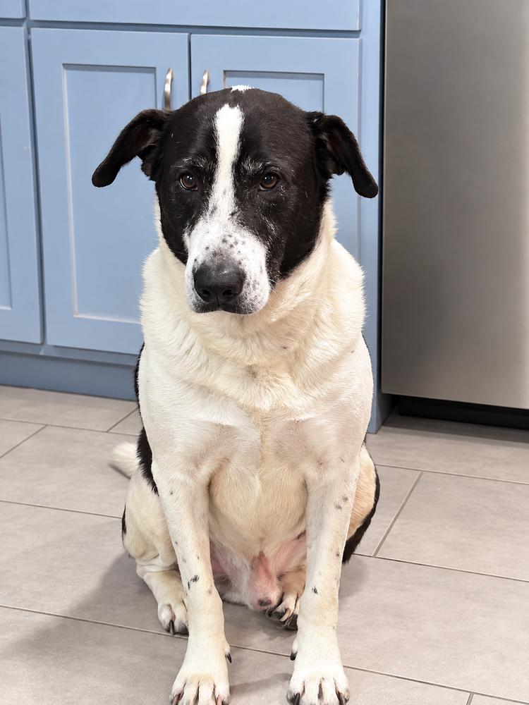 Enlarge Joseph, a Adoptable mixed breed in Saugus, MA image 2/3