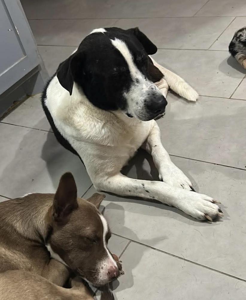 Enlarge Joseph, a Adoptable mixed breed in Saugus, MA image 3/3