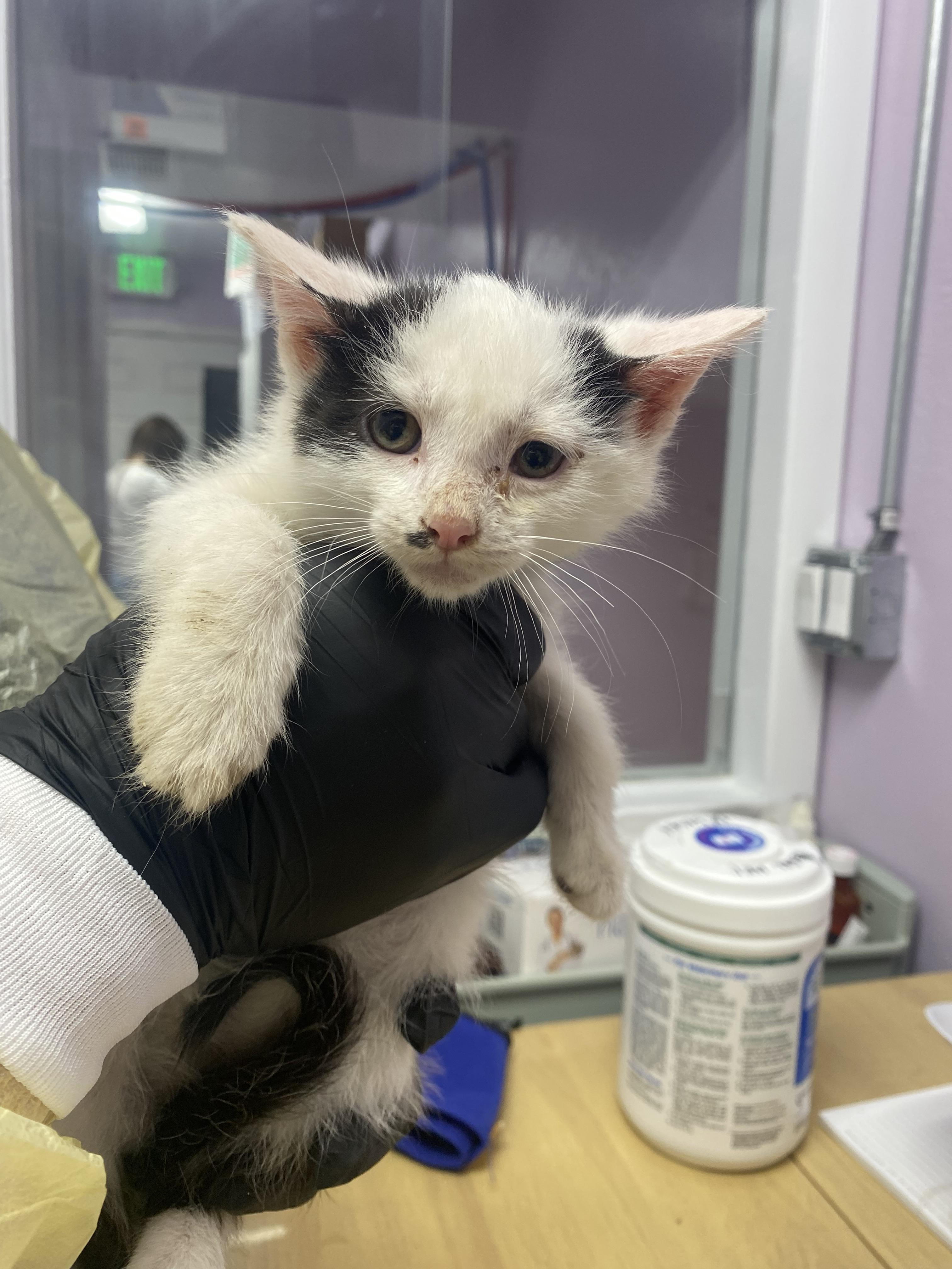 Danish, Adopted, Young Male Domestic Short Hair.