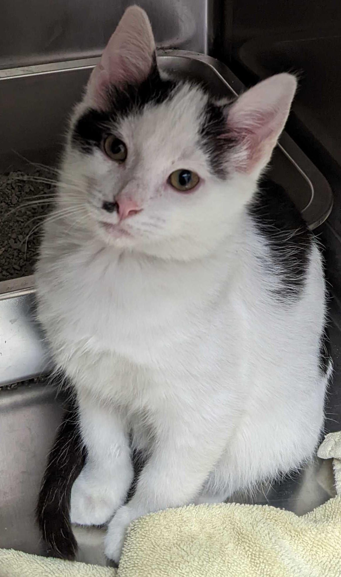 Danish, a Adopted mixed breed in Lakewood, CO image 3/3