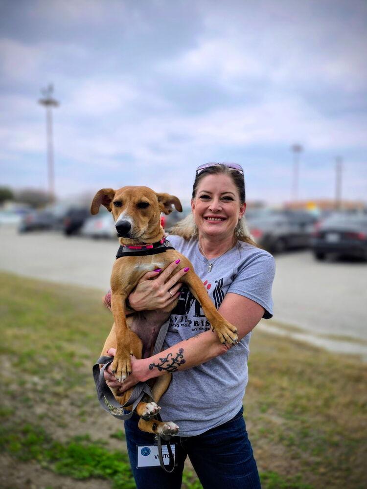 Delilah, Adoptable, Puppy Female Mixed Breed.