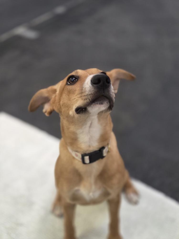 Enlarge Dahlia, a Adoptable mixed breed in Lockhart, TX image 1/4