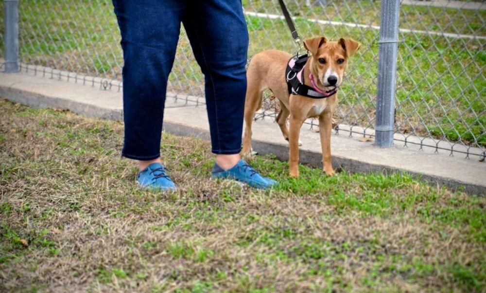 Enlarge Delilah, a Adoptable mixed breed in Lockhart, TX image 2/5