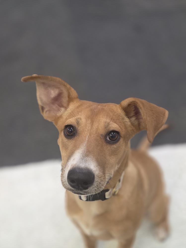 Enlarge Dahlia, a Adoptable mixed breed in Lockhart, TX image 2/4