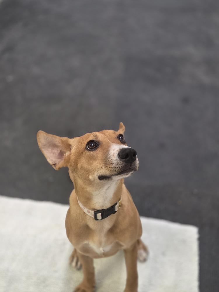 Enlarge Dahlia, a Adoptable mixed breed in Lockhart, TX image 3/4