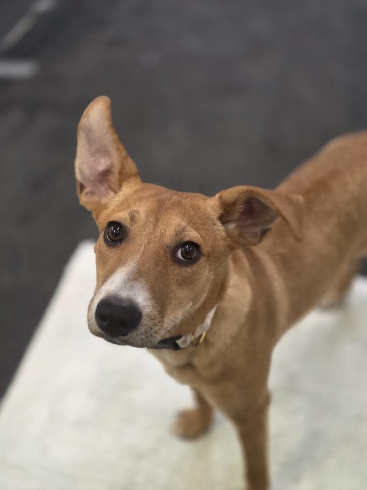 Enlarge Dahlia, a Adoptable mixed breed in Lockhart, TX image 4/4