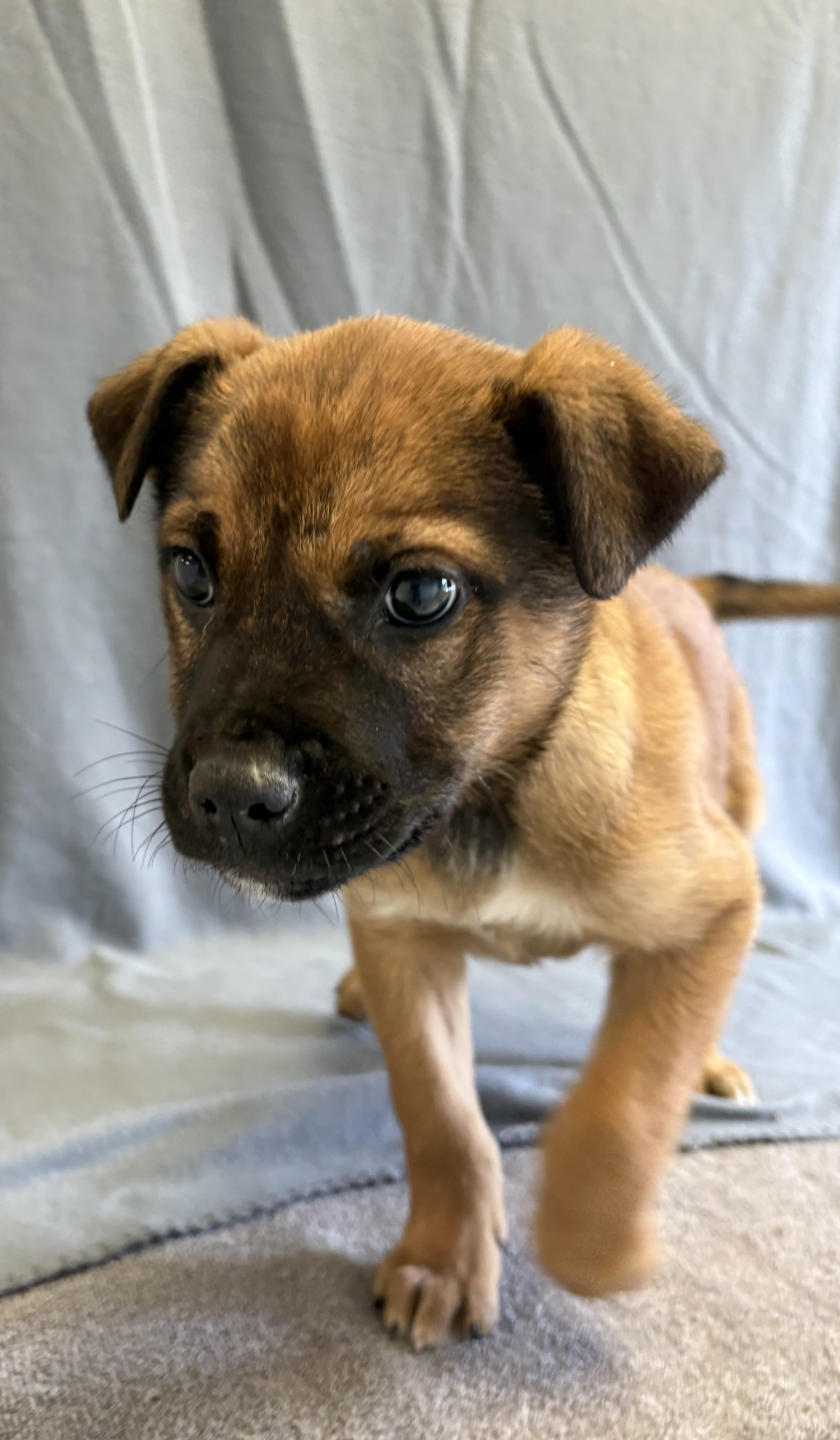 Riley, Adoptable, Young Female German Shepherd Dog.