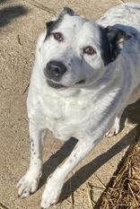 Enlarge Bullitt, a ADOPTABLE mixed breed in Glasgow, KY image 1/4