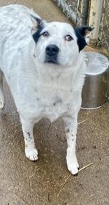 Bullitt, ADOPTABLE, Adult Male Australian Cattle Dog / Blue Heeler.