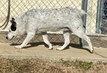 Enlarge Bullitt, a ADOPTABLE mixed breed in Glasgow, KY image 4/4