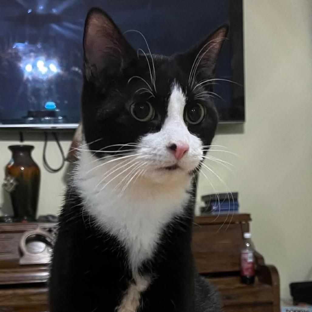 Enlarge Shylo, a Adoptable Domestic Short Hair in Inwood, WV image 2/2