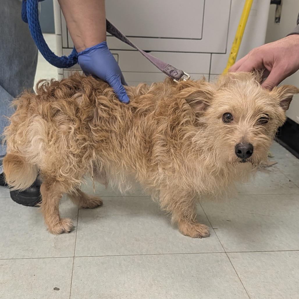 Bear Petrie, Adoptable, Adult Male Mixed Breed & Cairn Terrier.