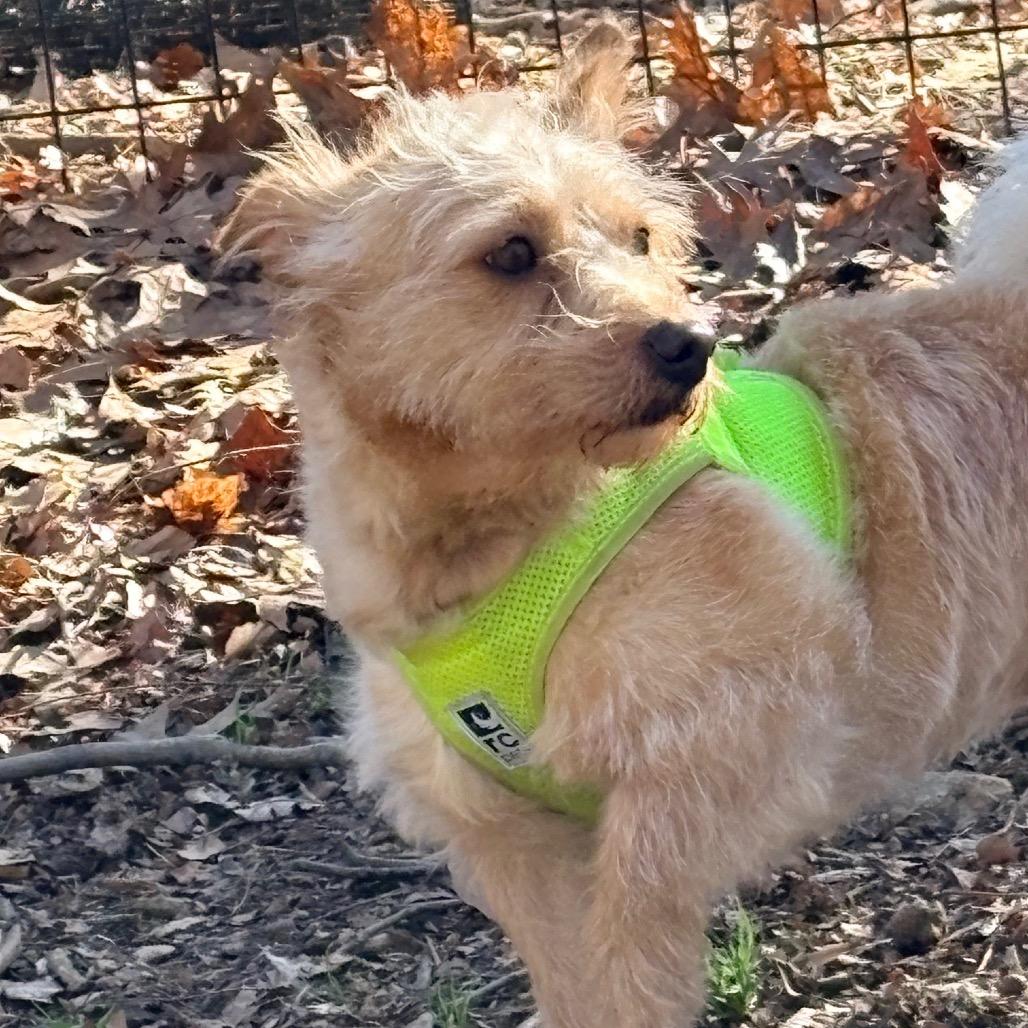 Enlarge Bear Petrie, a Adoptable mixed breed in West Chester, PA image 4/6