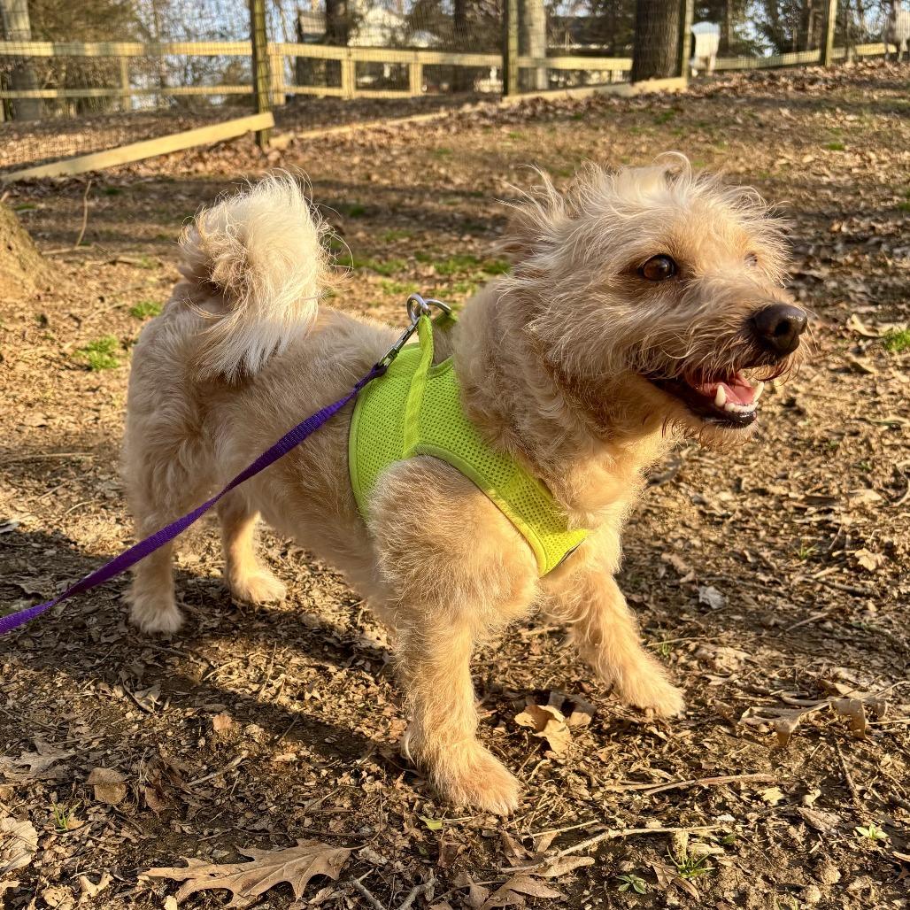 Enlarge Bear Petrie, a Adoptable mixed breed in West Chester, PA image 6/6