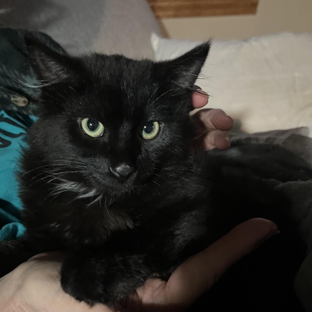Enlarge Cash, a Adoptable Domestic Long Hair in Overland Park, KS image 1/4