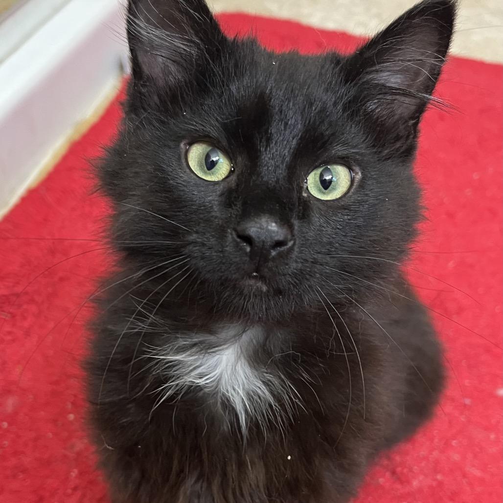 Enlarge Cash, a Adoptable Domestic Long Hair in Overland Park, KS image 2/4