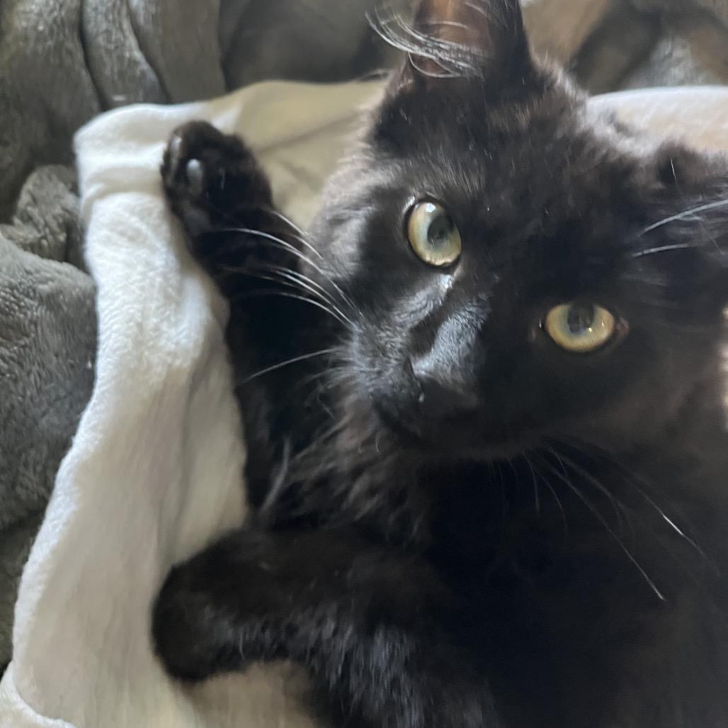 Enlarge Cash, a Adoptable Domestic Long Hair in Overland Park, KS image 3/4