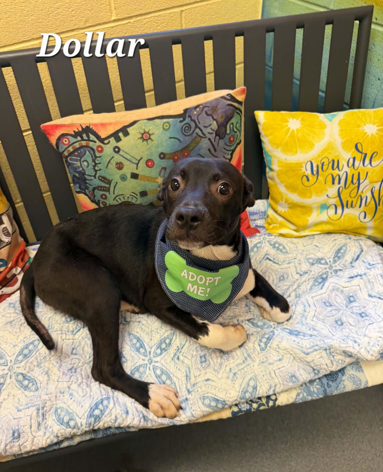 Dollar, a ADOPTABLE mixed breed in Amherst, VA image 2/2