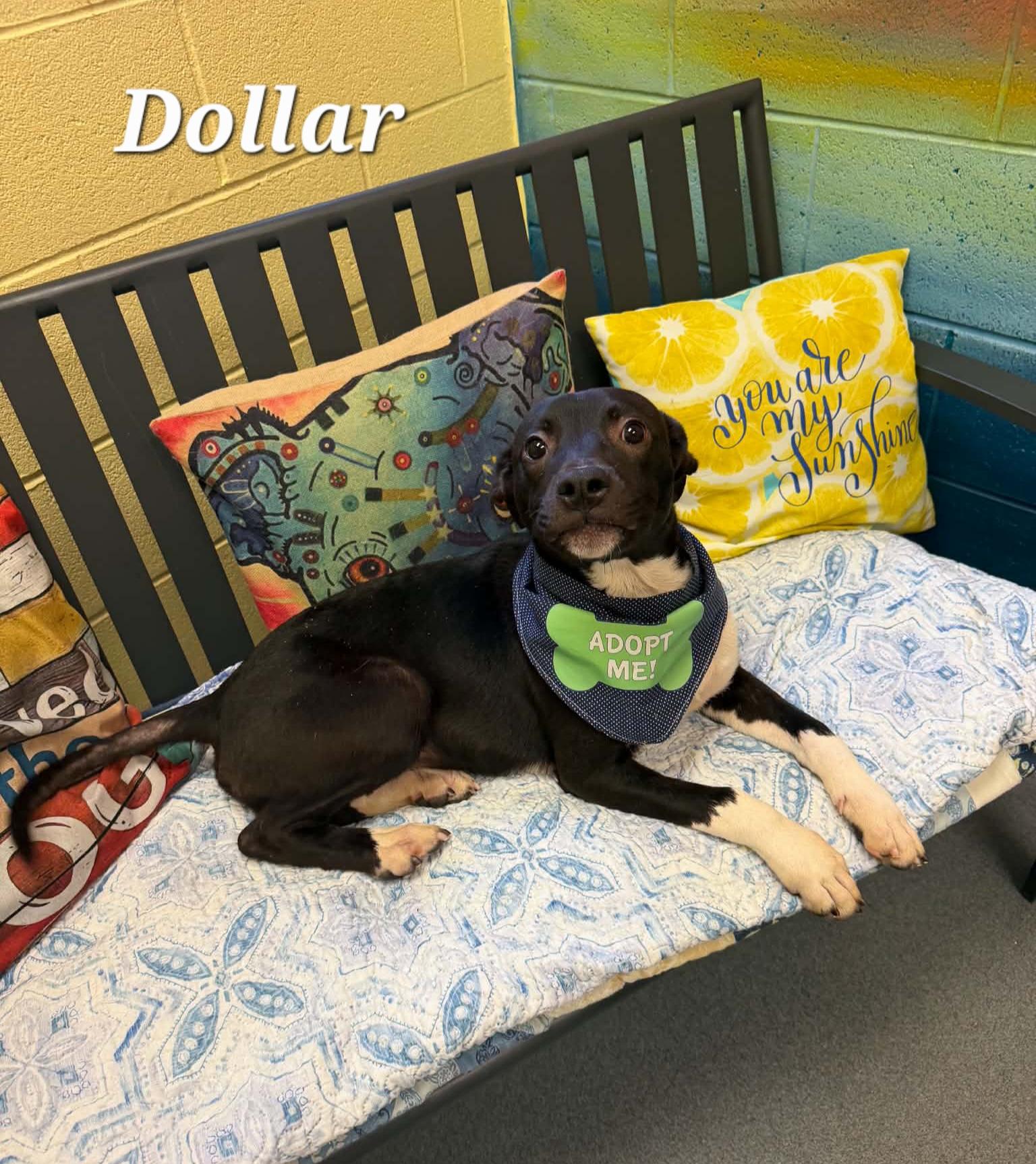 Dollar, ADOPTABLE, Young Male Pit Bull Terrier & Terrier.