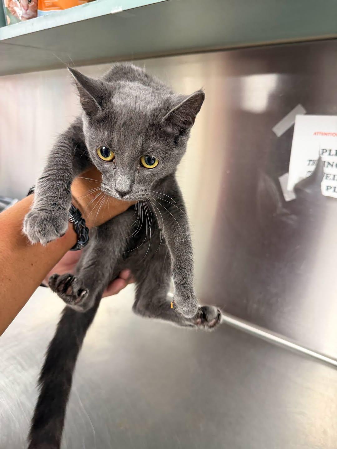 Enlarge Sheba, a Adoptable Domestic Short Hair in Rowlett, TX image 1/1
