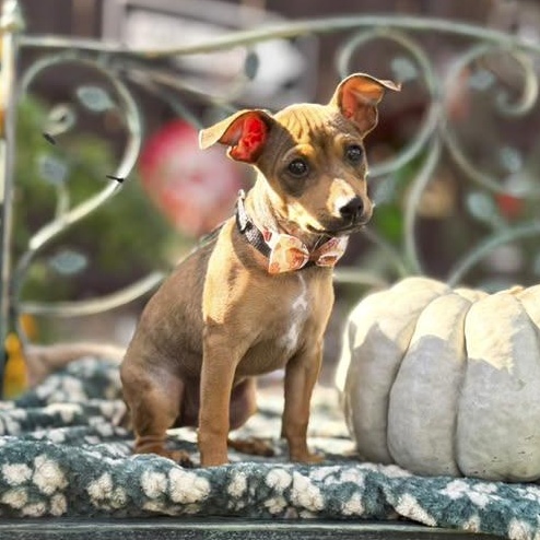 Enlarge Rosie, a Adoptable mixed breed in Canton, MA image 3/5
