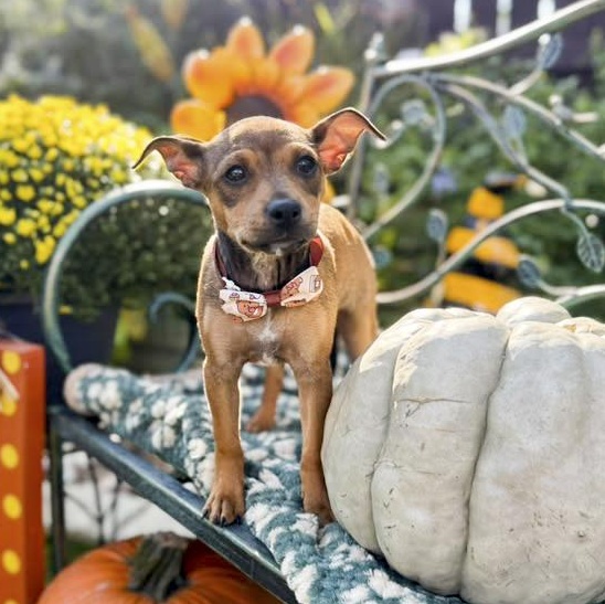 Enlarge Rosie, a Adoptable mixed breed in Canton, MA image 5/5