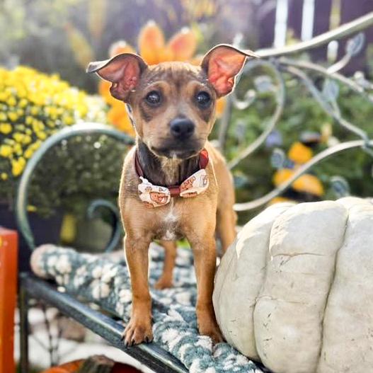 Enlarge Rosie, a Adoptable mixed breed in Canton, MA image 1/5
