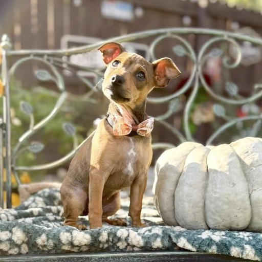 Enlarge Rosie, a Adoptable mixed breed in Canton, MA image 4/5