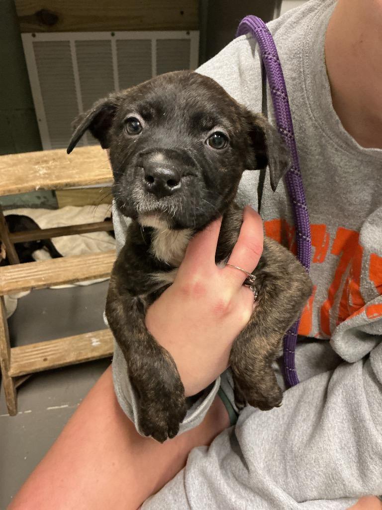 Enlarge Jacob, a Adoptable mixed breed in Dyersburg, TN image 1/1