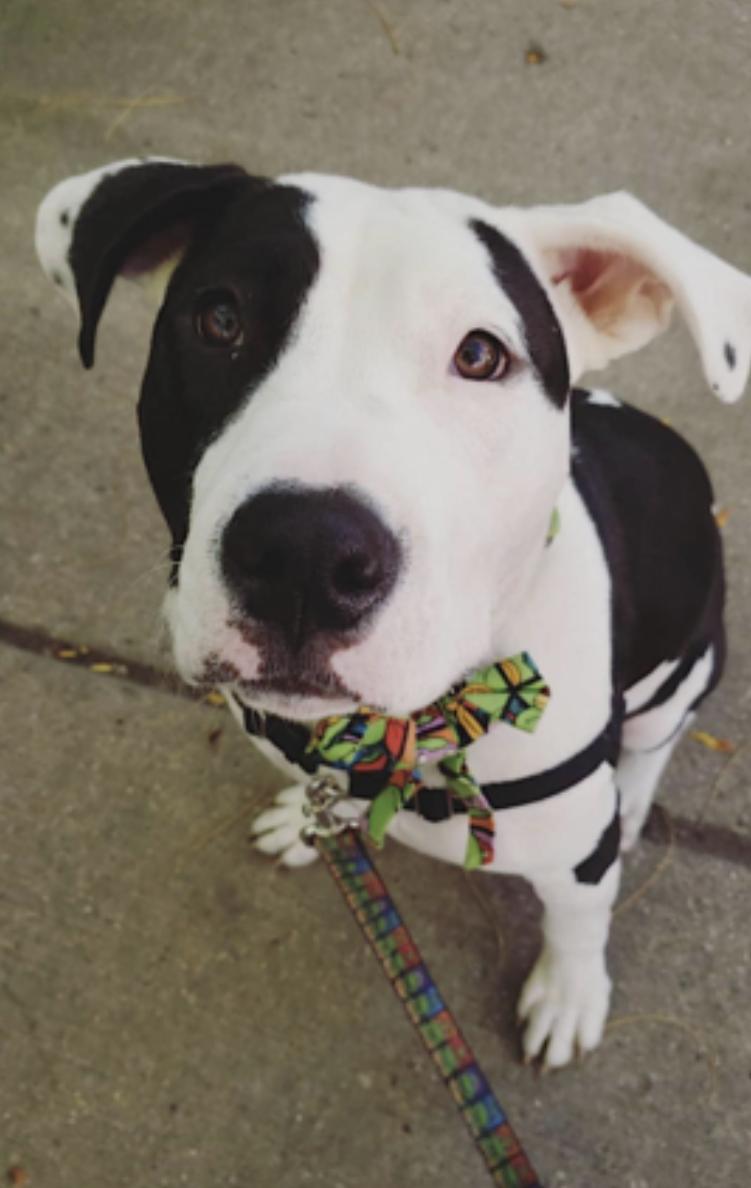 Enlarge April, a Adoptable mixed breed in Albany, NY image 5/6