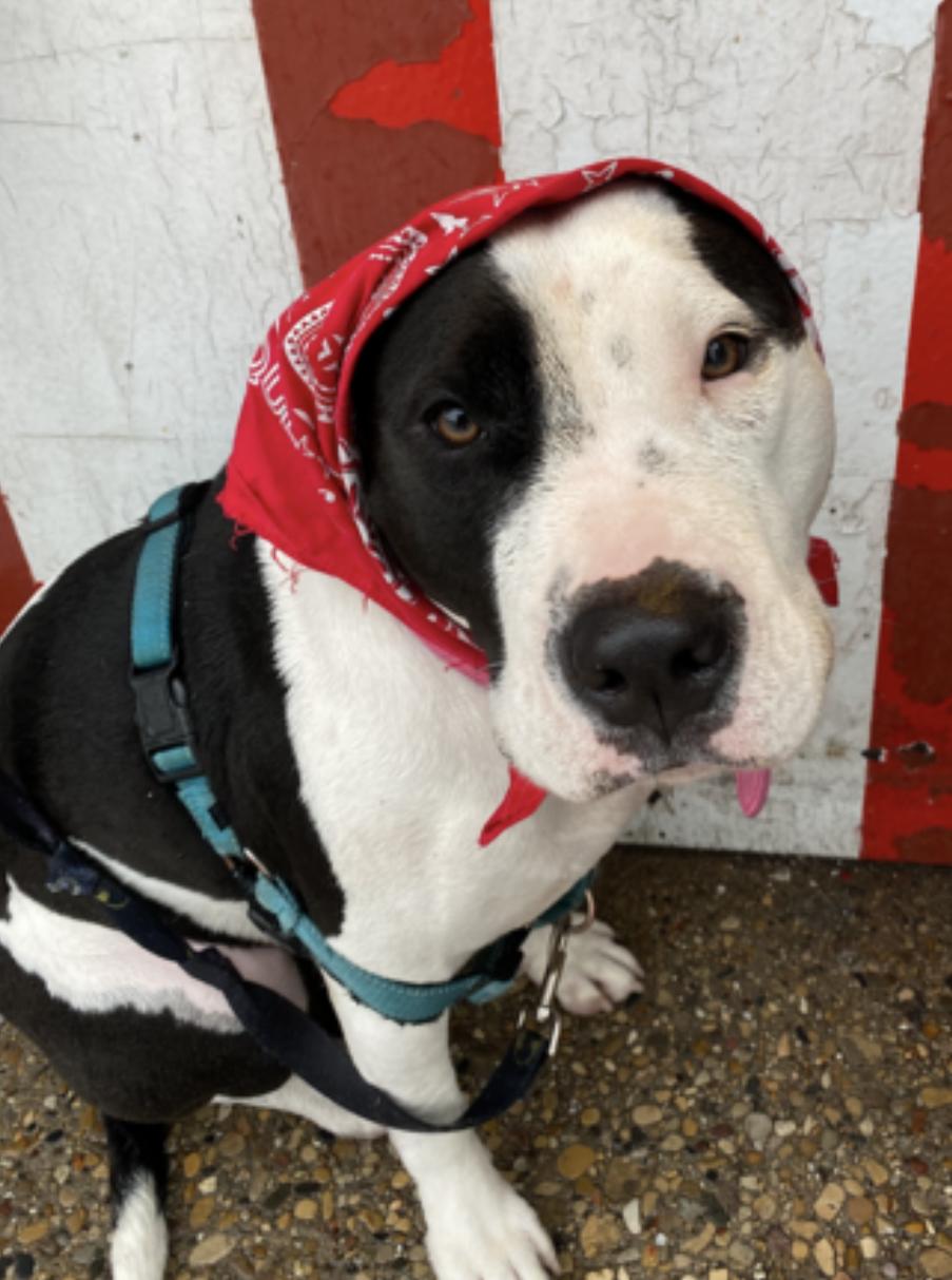 Enlarge April, a Adoptable mixed breed in Albany, NY image 3/6