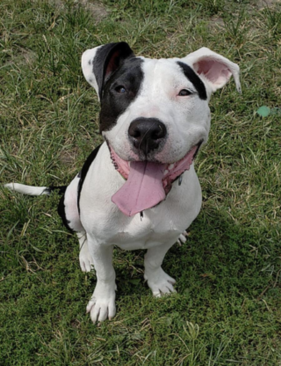 Enlarge April, a Adoptable mixed breed in Albany, NY image 4/6