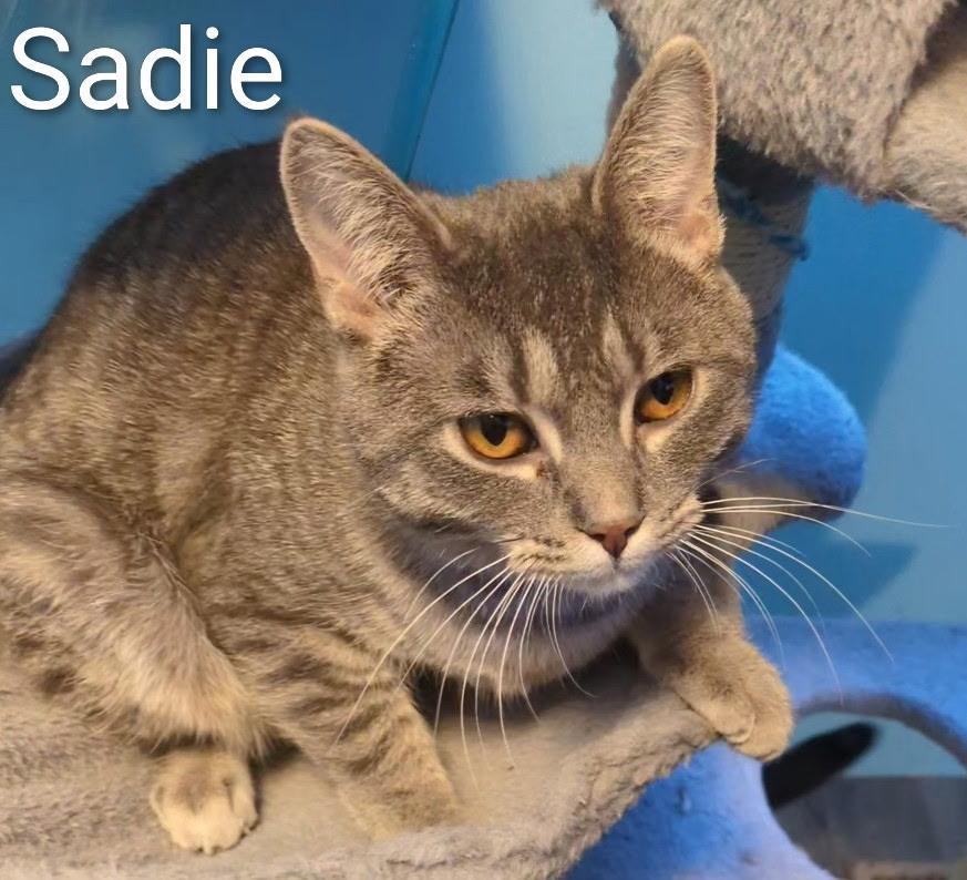 Enlarge Sadie, a Adoptable Domestic Short Hair in Mears, MI image 1/1