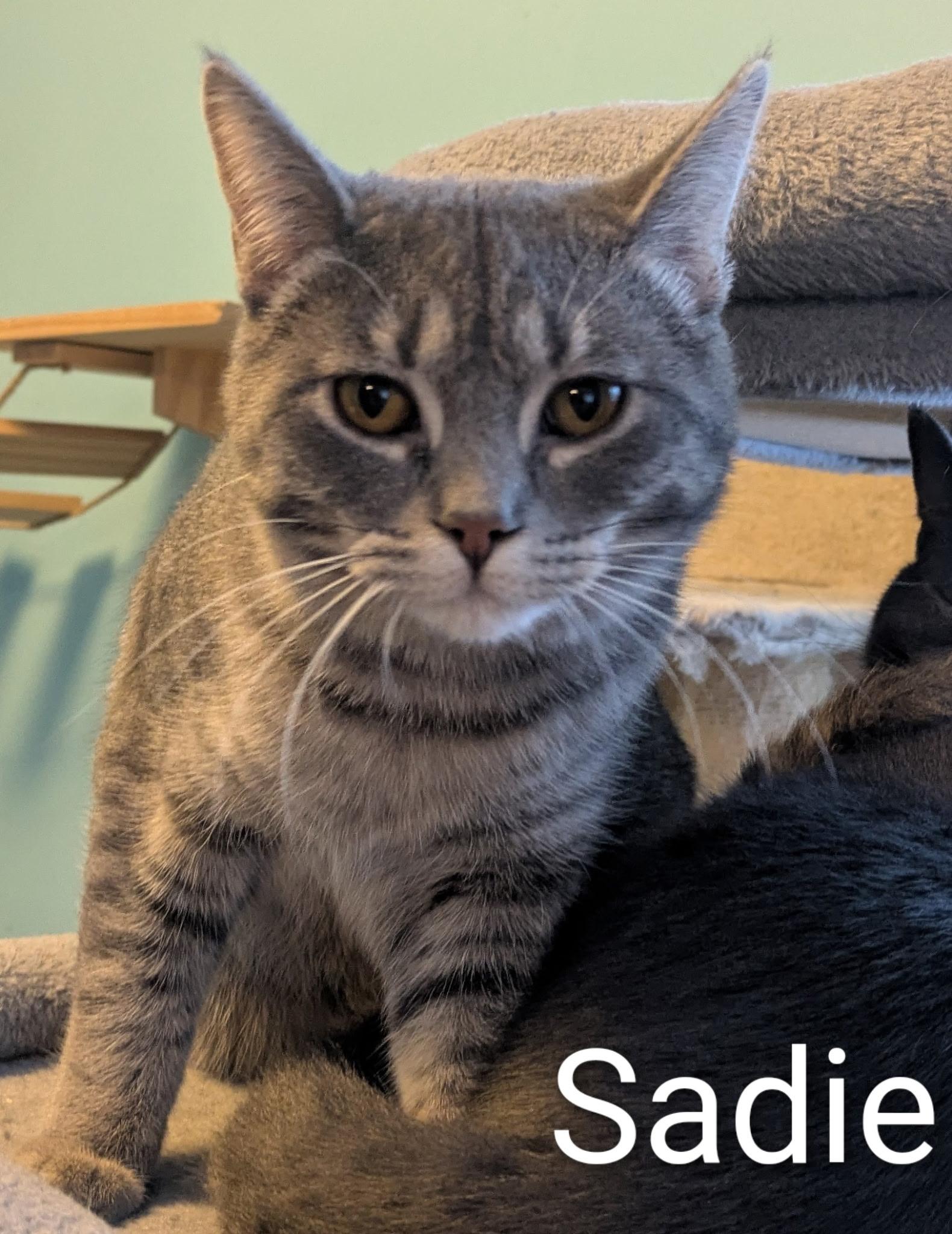 Enlarge Sadie, a ADOPTABLE Domestic Short Hair in Mears, MI image 2/3