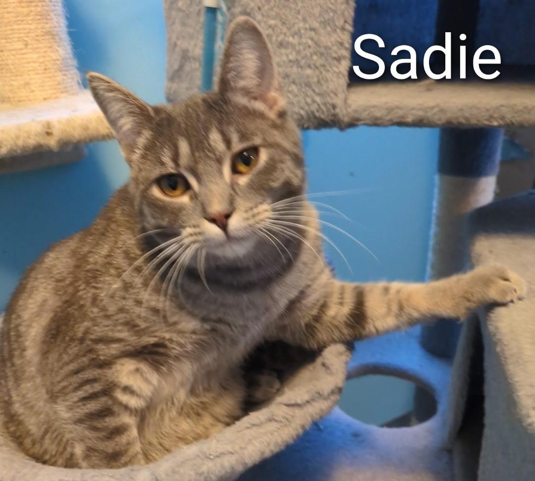 Enlarge Sadie, a ADOPTABLE Domestic Short Hair in Mears, MI image 3/3