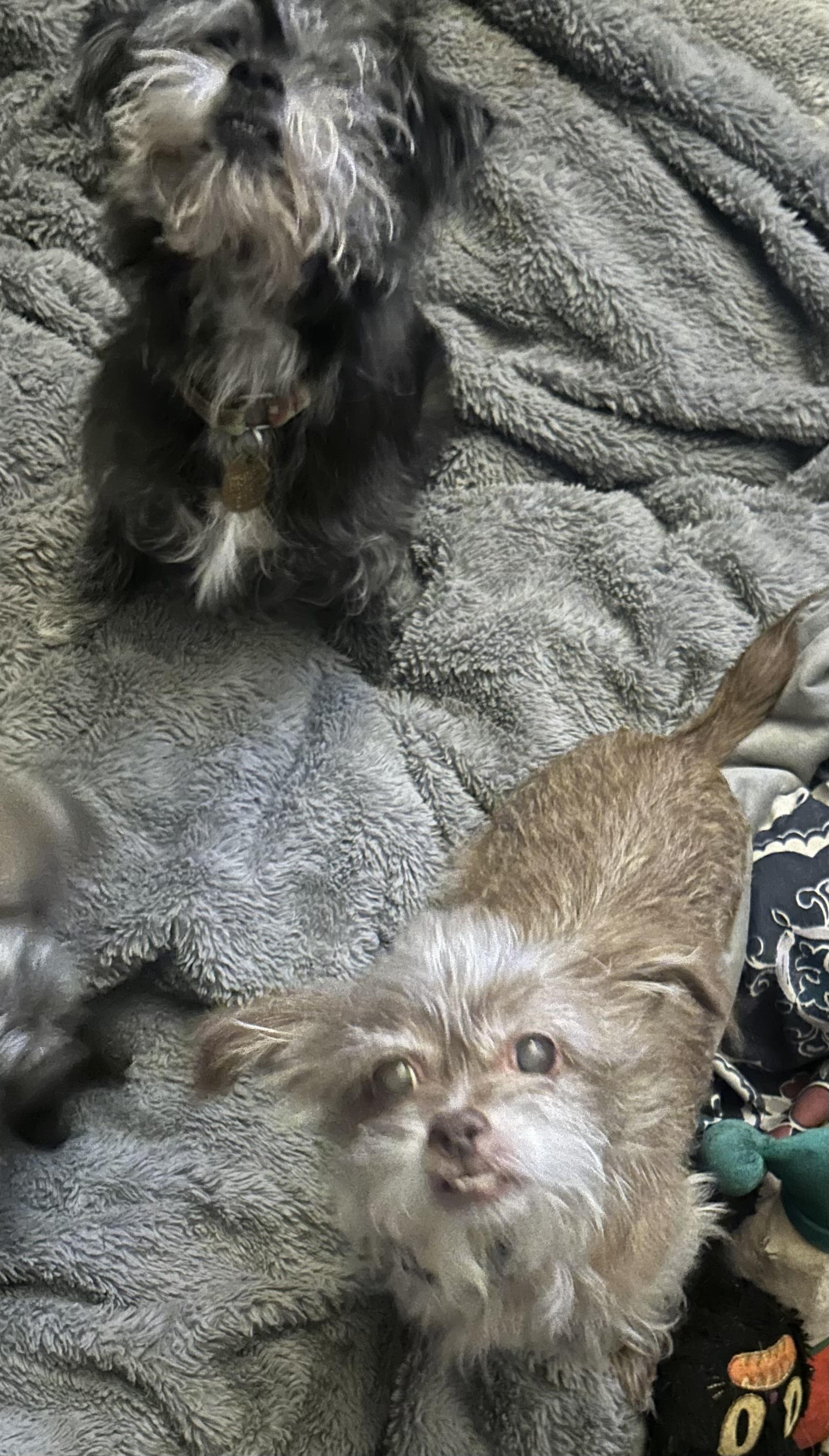 Enlarge Fuzzy and Bubbles, a Adoptable mixed breed in Oak Ridge, NJ image 4/4